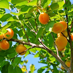 Саженец абрикоса Айсберг (ранний)