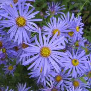 Саженец астры фрикарта Монах (Monch)