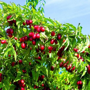 Саженцы кизила оптом (от 300 шт.)