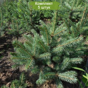 Саженцы Ели Голубой Мисти Блу (Misty Blue)  40-60 см -  комплект 5 шт.