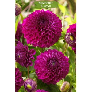 Клубни георгина шаровидного Бом Бом Пурпл (Boom Boom Purple) -  комплект 5 шт.