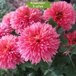 Саженцы среднецветковой розовой хризантемы Книпскис (Knipskis) - комплект 5 шт.