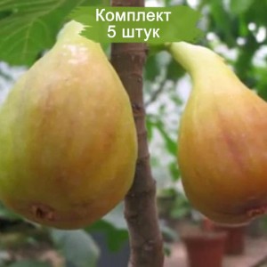 Саженцы инжира желтовато-зеленого ремонтантного Долматский -  комплект 5 шт.