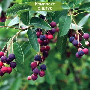 Саженцы ирги Канадской -  комплект 5 шт.