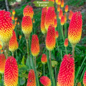 Саженцы книфофии ягодной Файер Флэйм (Fair Flame) -  комплект 5 шт.