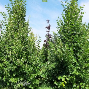 Саженцы липы Европейская 20-40 см -  комплект 5 шт.