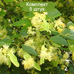 Сеянцы липы Мелколистной  -  комплект 5 шт.