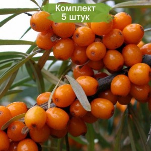 Саженцы облепихи Любимая -  комплект 5 шт.