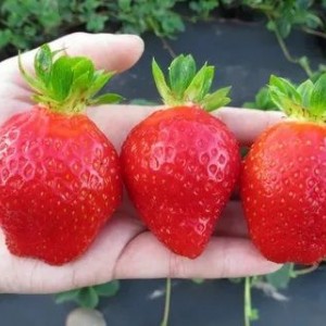 Саженец ремонтантной клубники Маджестик (Ранняя)