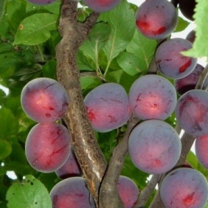 Саженец средней красной сливы колоновидной Русской