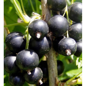 Саженец черной смородины  Селеченская 2