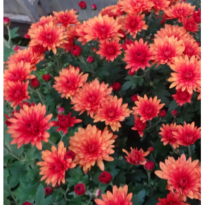 Саженец хризантемы мультифлора Падре Красная (Оранжевая )