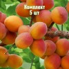 Комплект 5шт / Абрикос Горный Абакан
