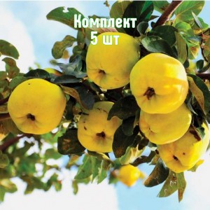 Комплект 5шт / Айва яблоковидная Солнечная